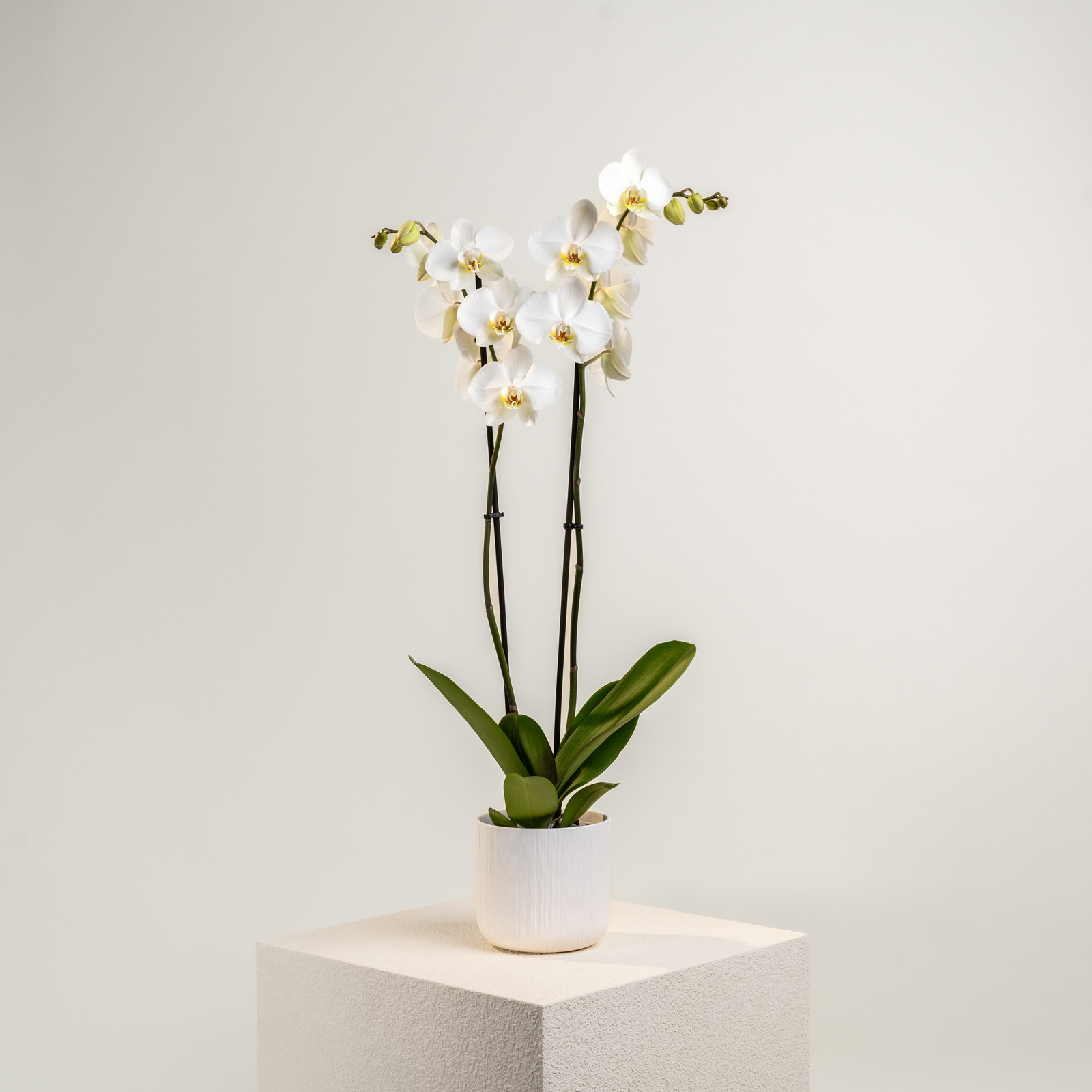 pianta-orchidea-bianca