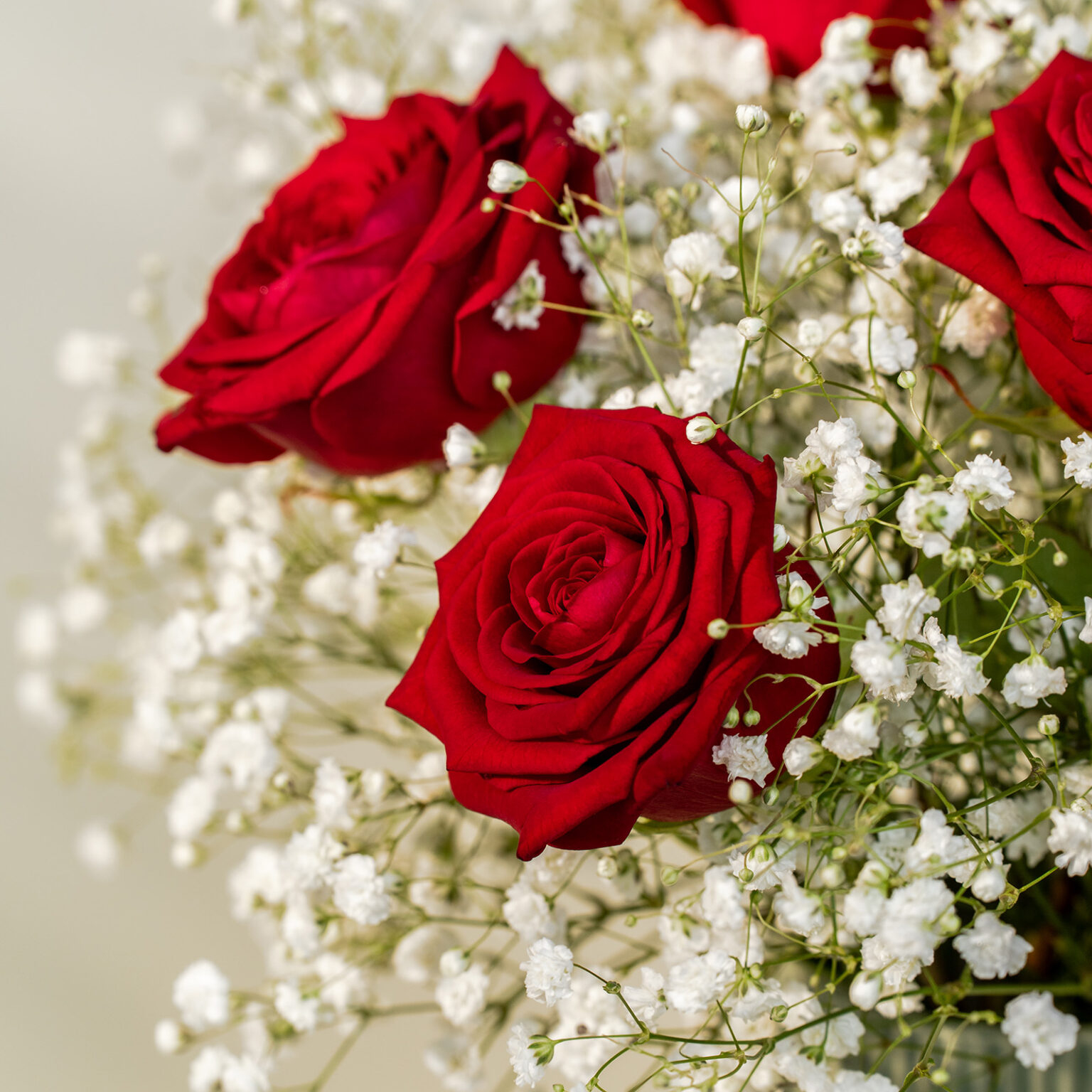 Bouquet-rose-rosse-e-gypsophila